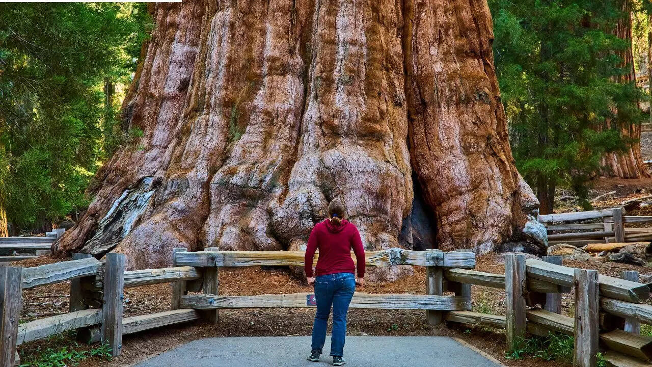 World’s largest tree: General Sherman is about 2200 years old and its ...