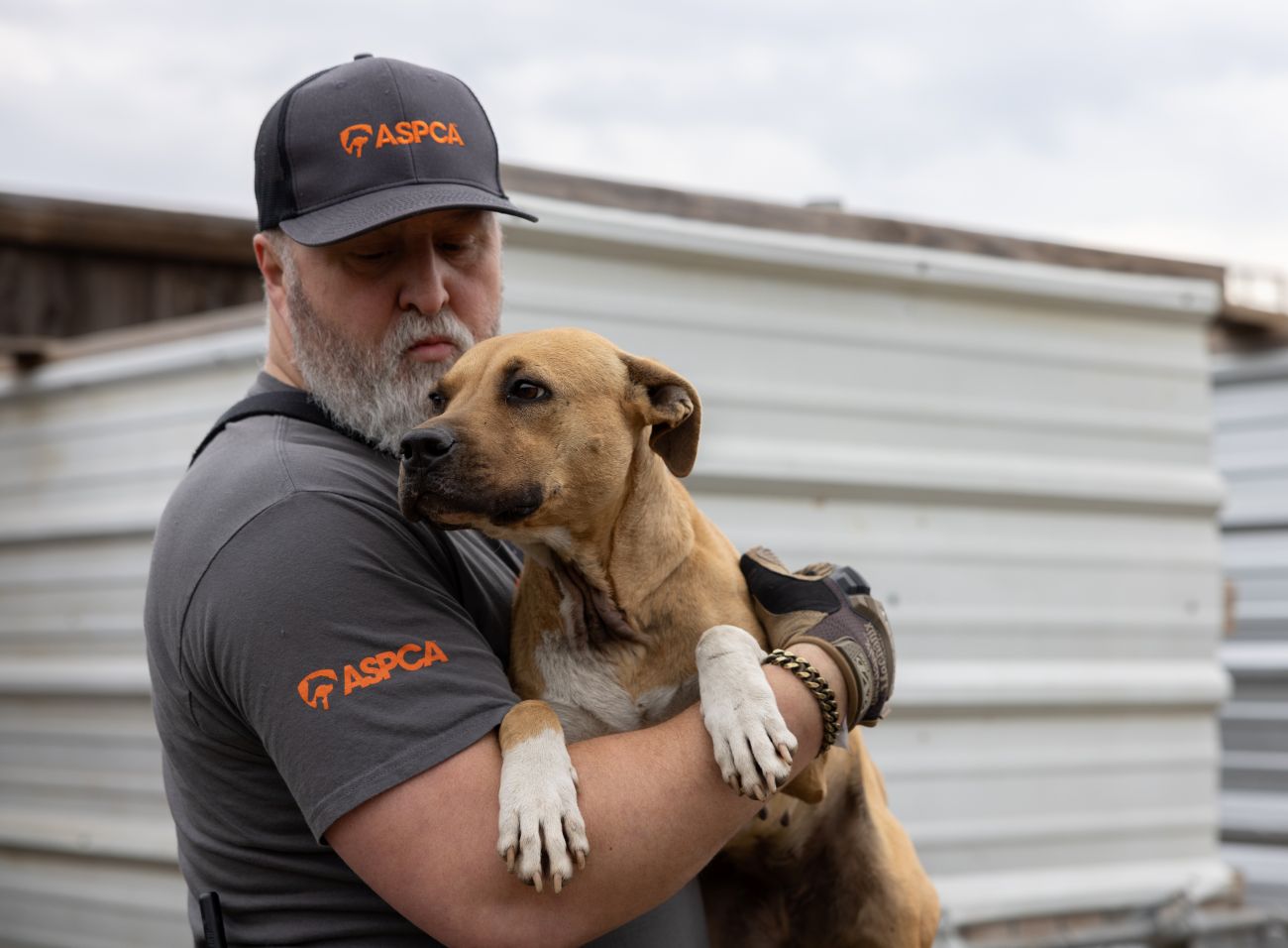 Authorities save more than 200 dogs during dogfighting takedown operation