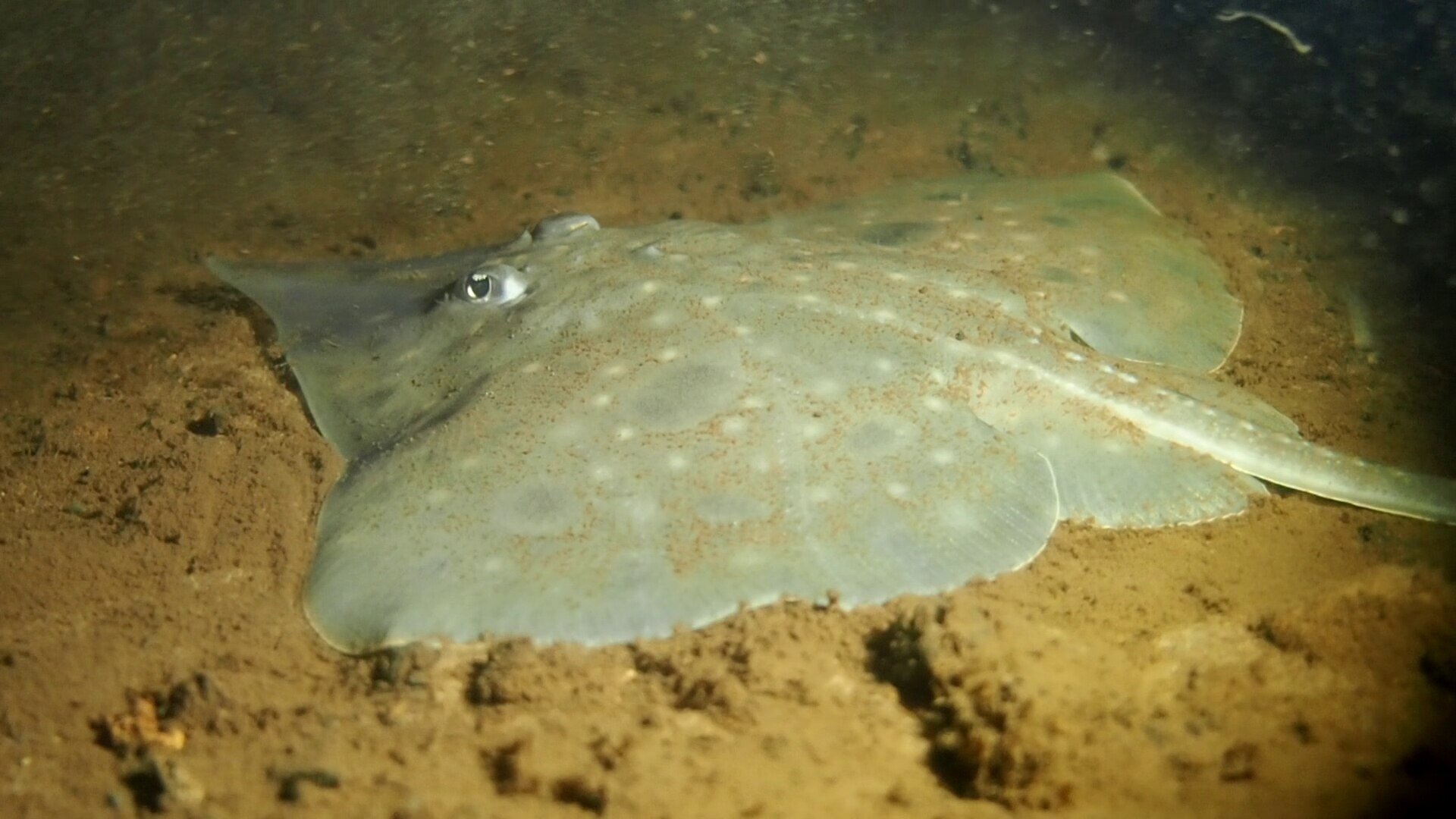 Maugean skate's endangered status not changing, Environment Minister ...