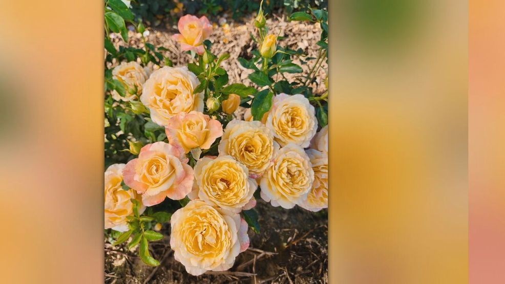 This year's official Rose Festival rose revealed