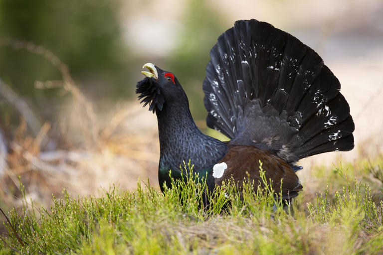 Critically threatened capercaillie stages comeback at RSPB reserve