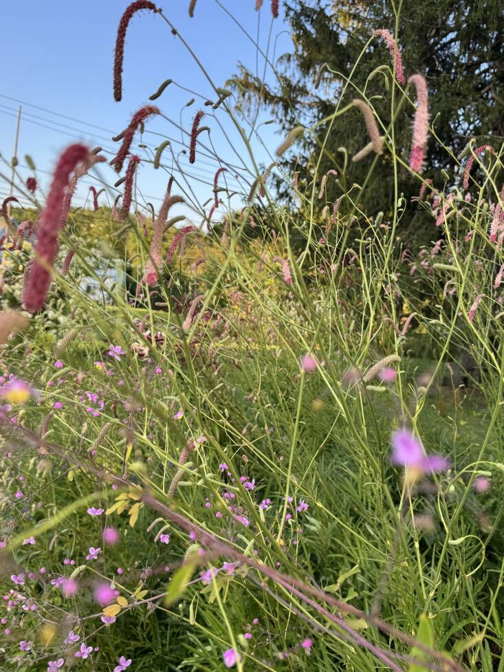 A love letter to sanguisorbas