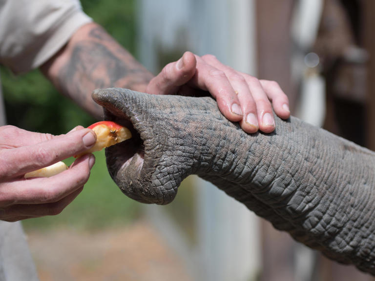 La trompe d’éléphant, ce couteau suisse hypersensible