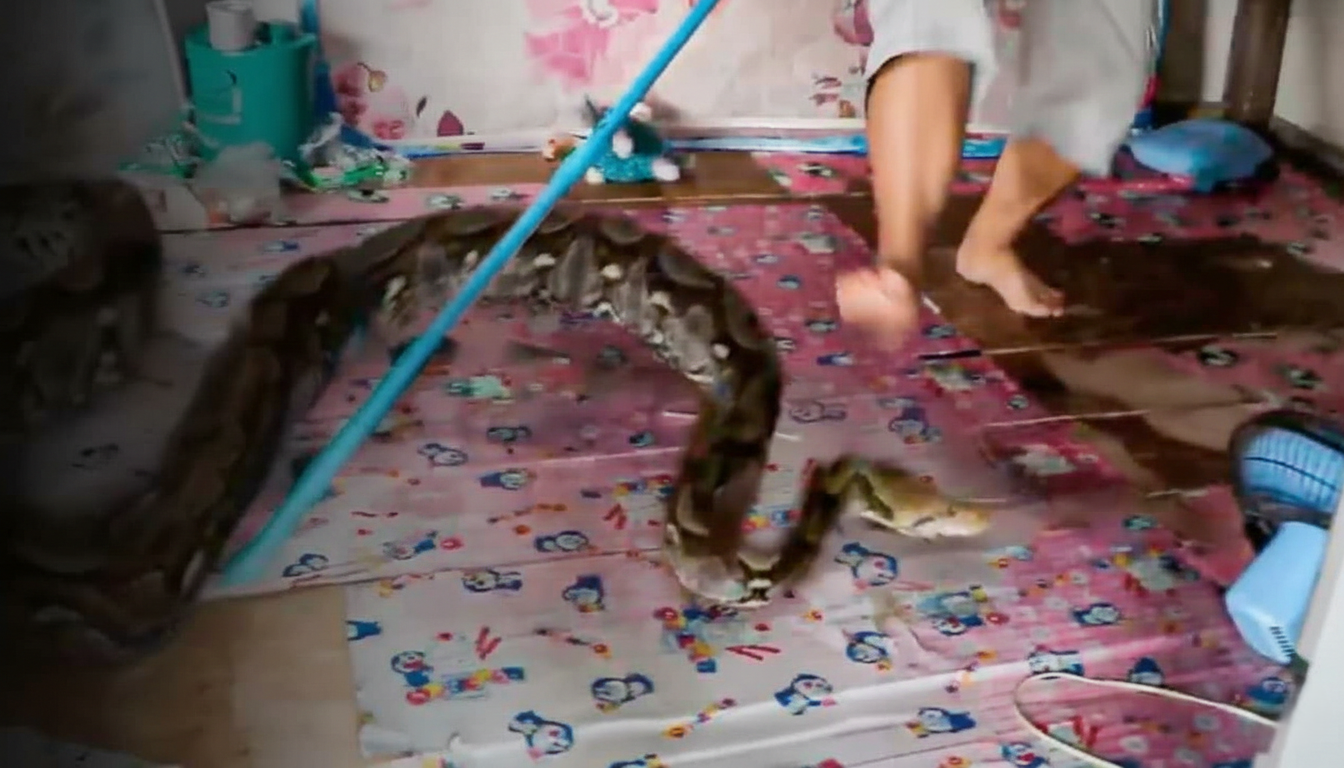 What the largest python reveals about predator potential