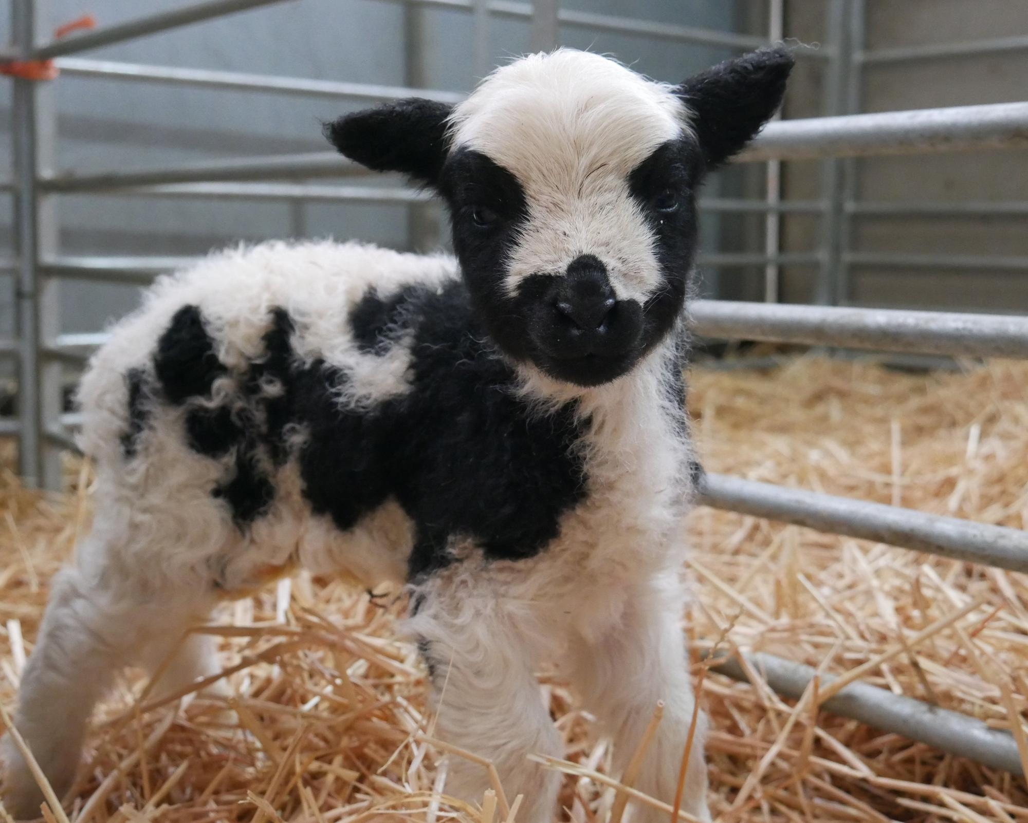 A baa-rilliant lambing line-up this February half term