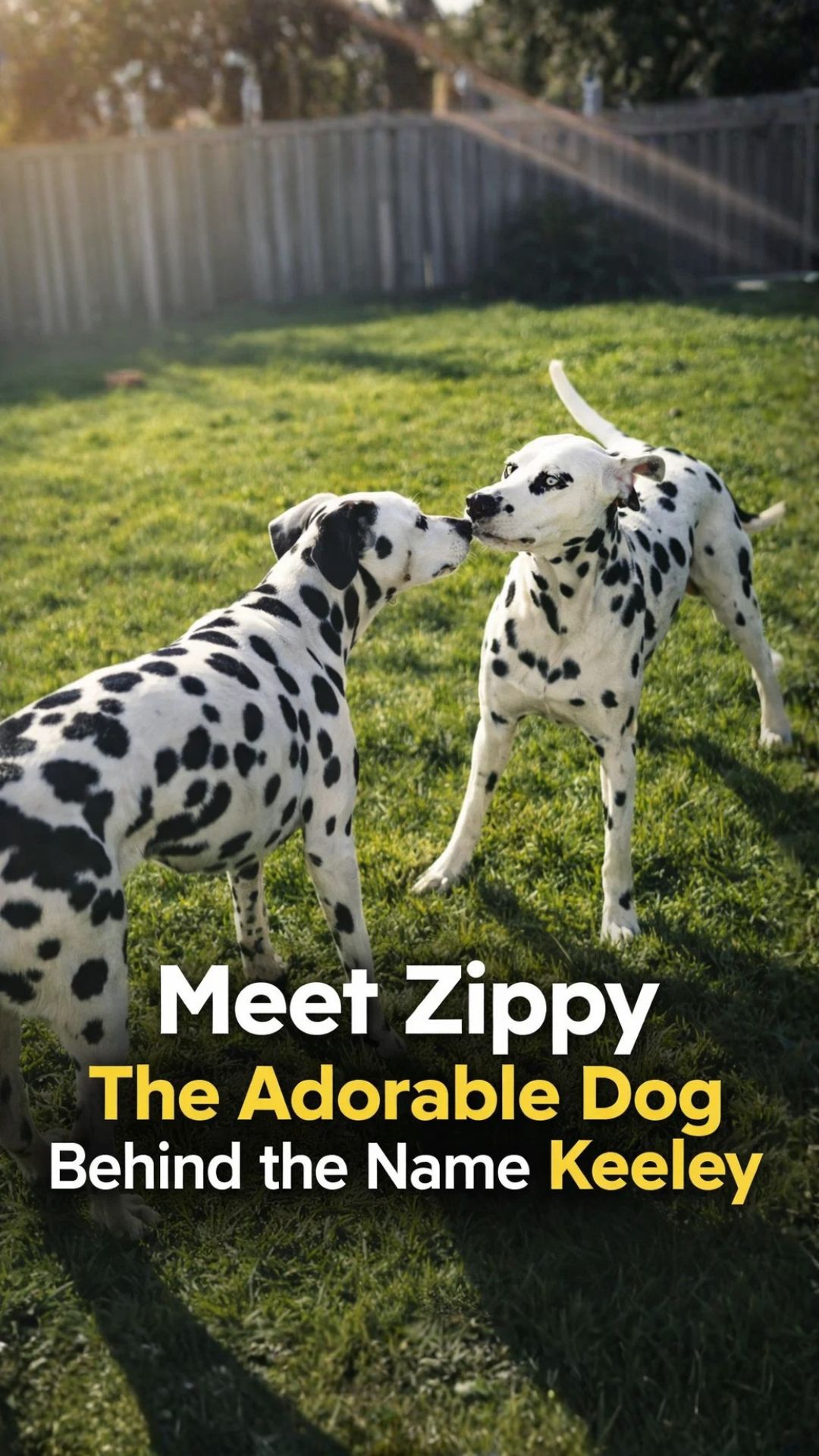 Meet Zippy the adorable dog behind the name Keeley