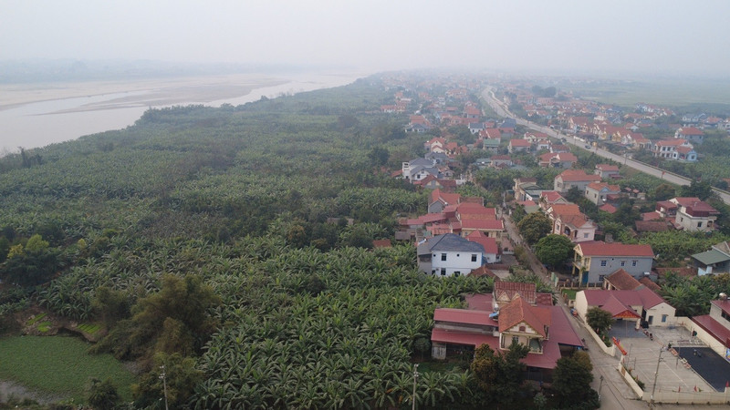 Chuối tiêu vào vụ Tết, buồng đẹp có giá tiền triệu