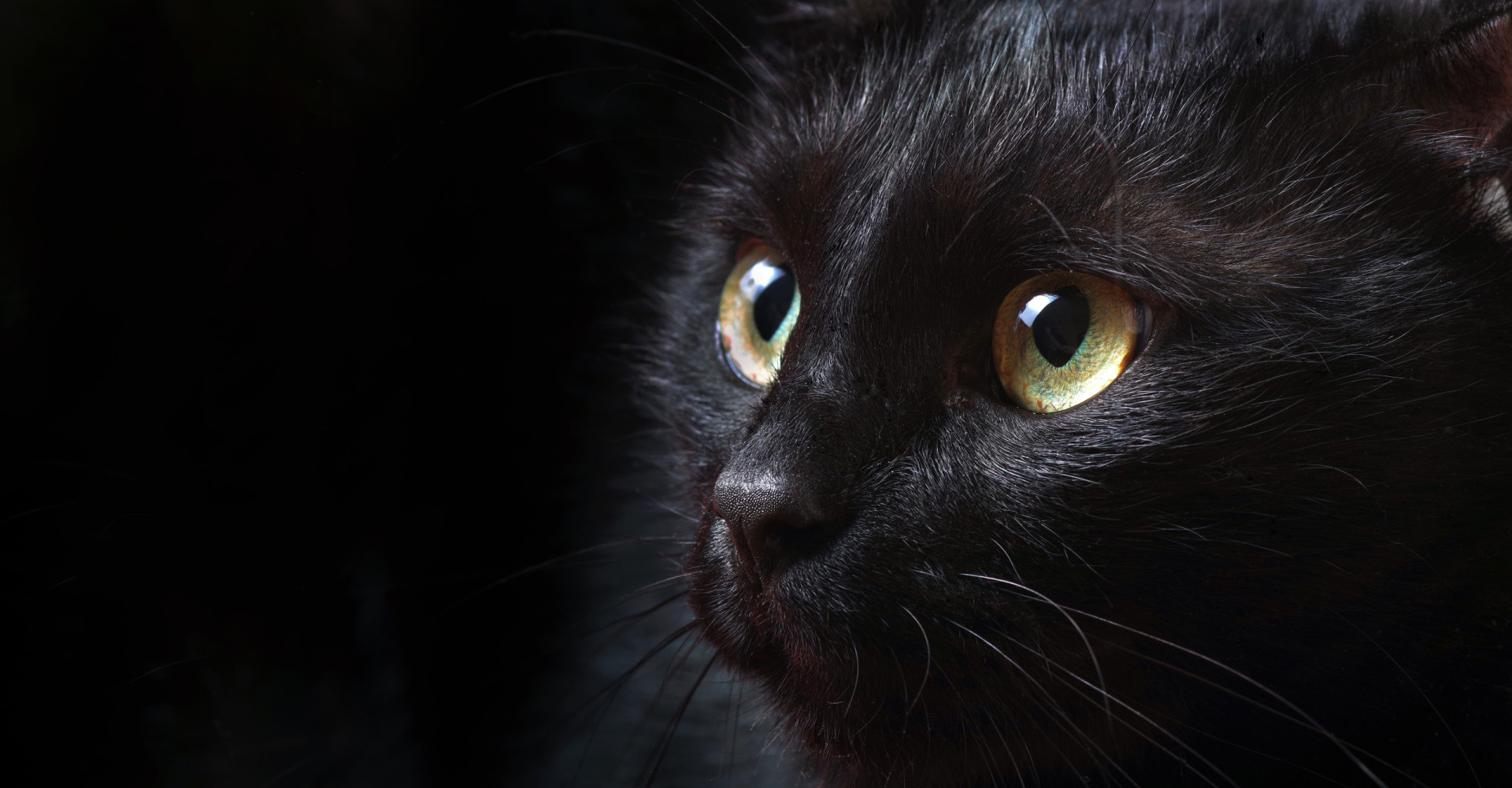 Sorte katte: Sandheden om din overtro