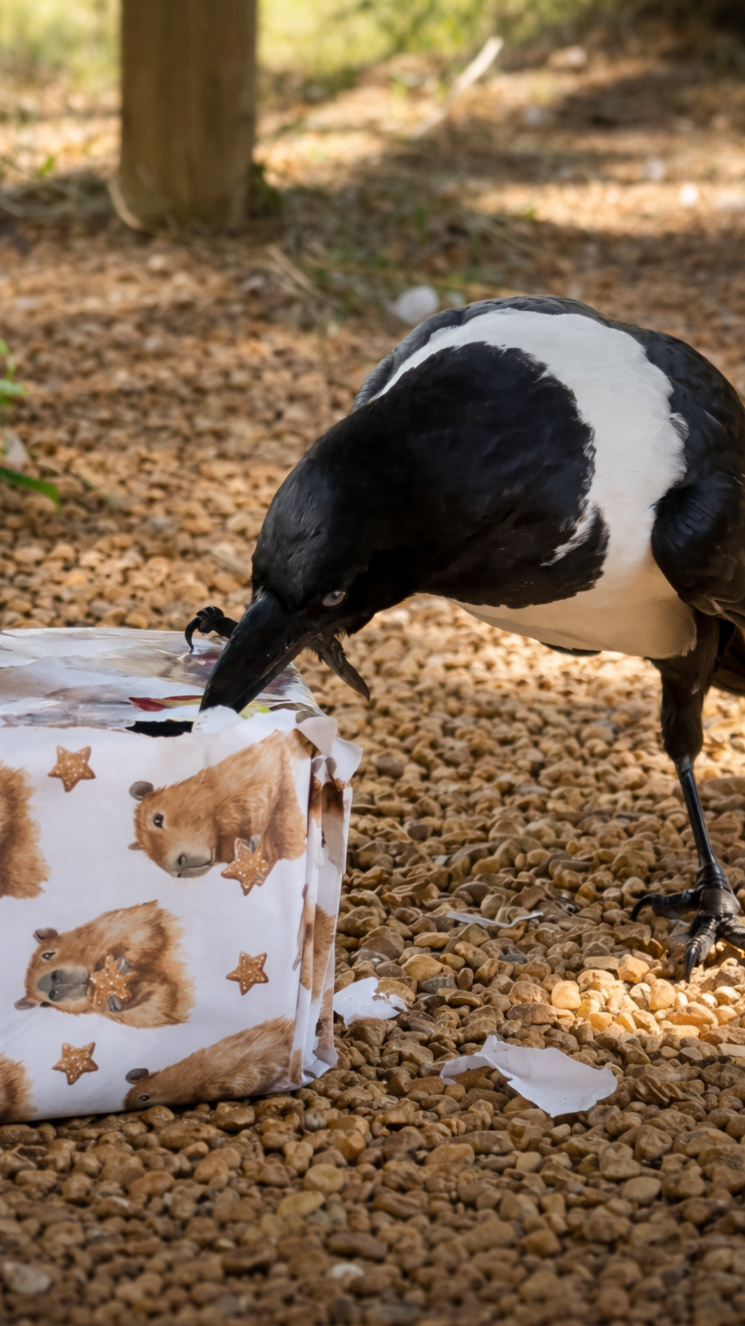 Does Trixie the crow have a soft spot for capybaras or not?
