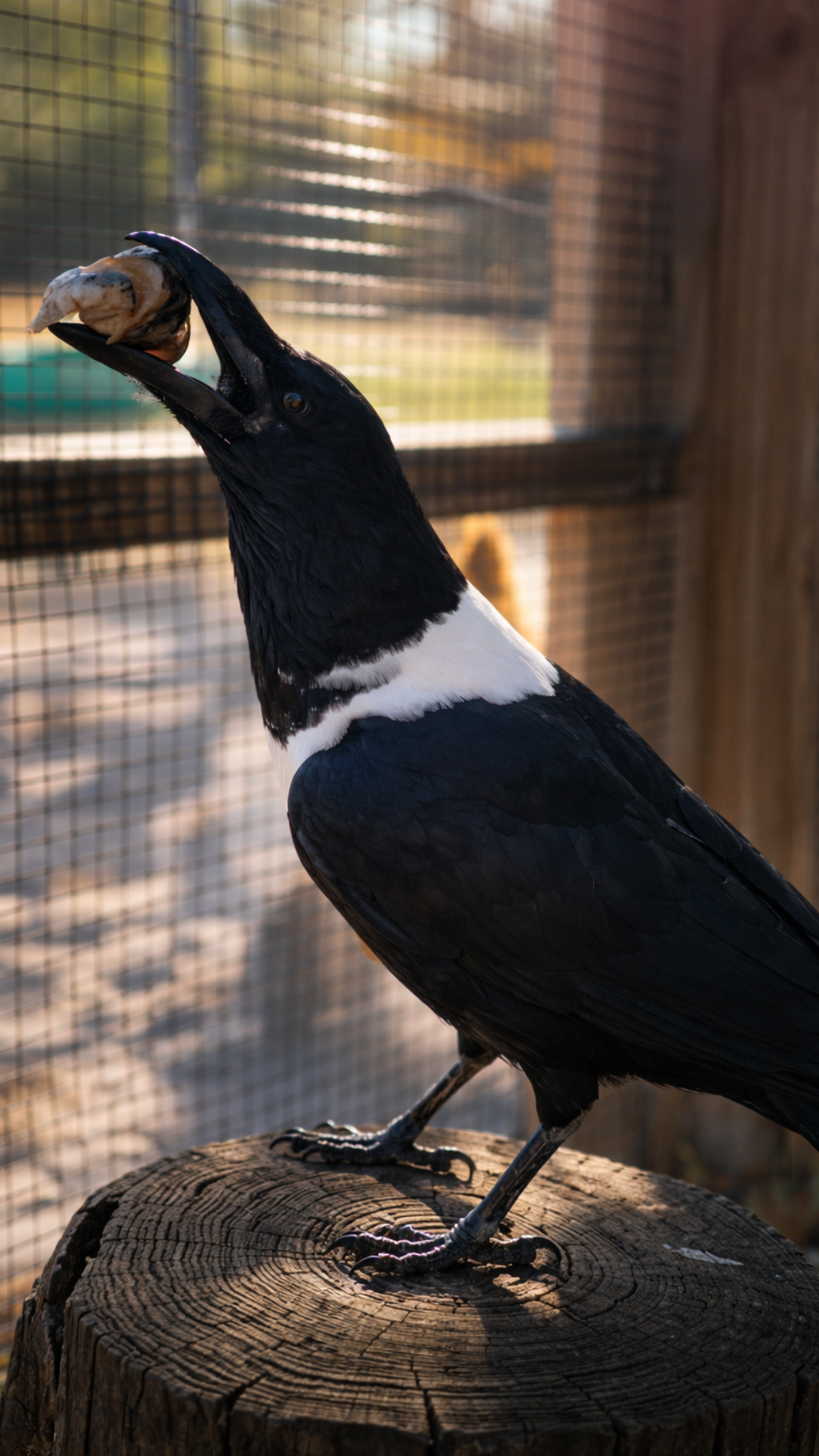 Watch Trixie the crow show off her bonus snack: a trout head