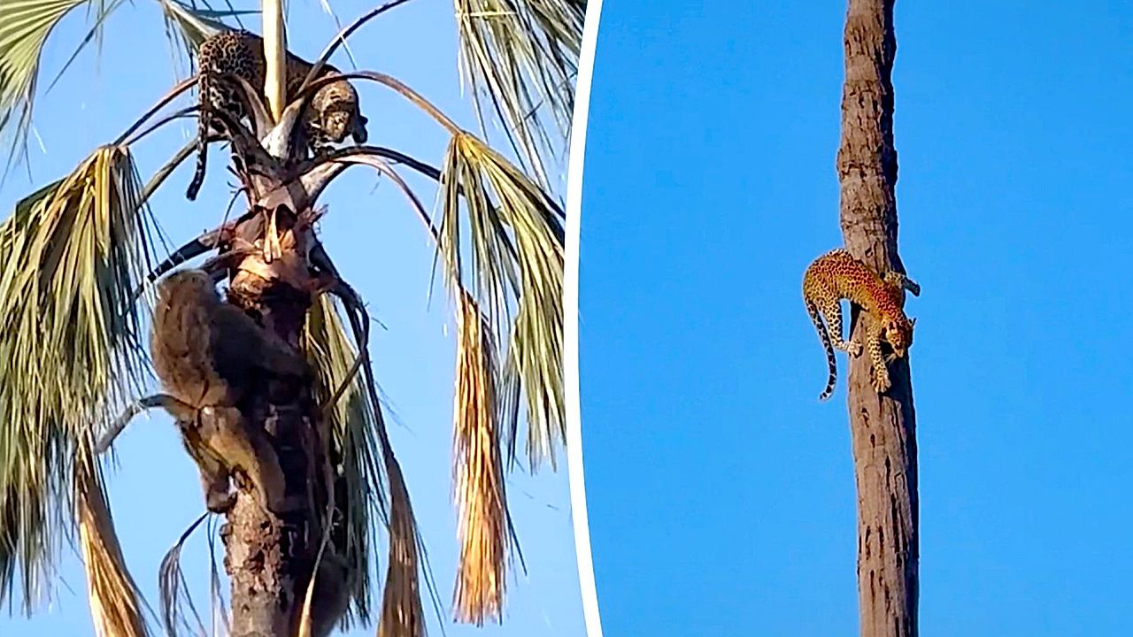 Palm tree standoff: Baboons trap leopard for two hours