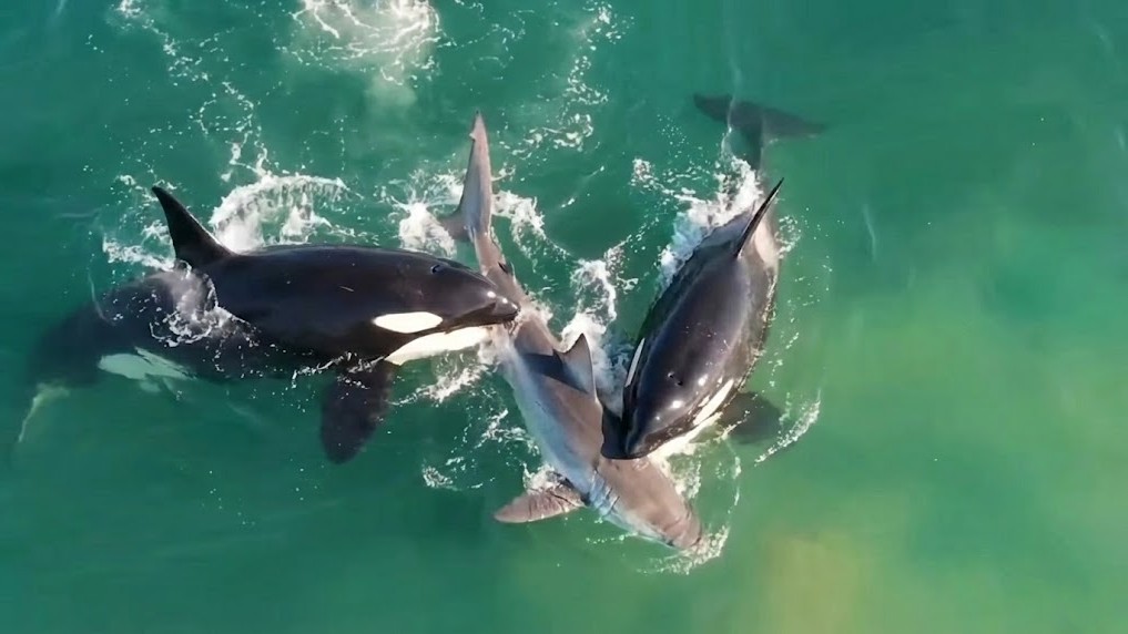 Something is happening in the North East Atlantic – how are orcas ...