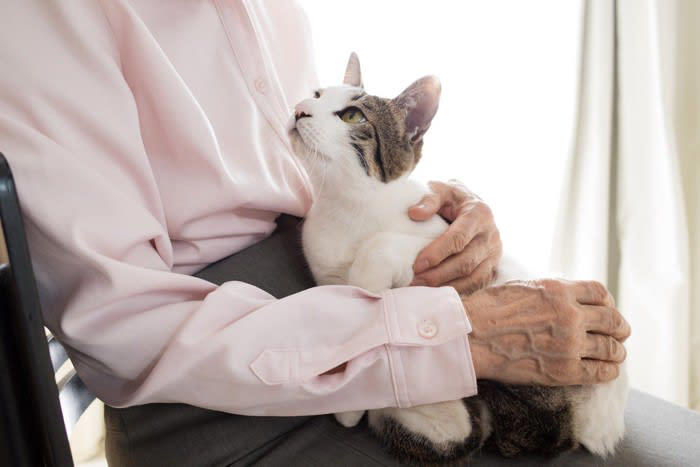 猫の『分離不安症』が疑われるサイン5つ 主な原因から効果的な対処法まで