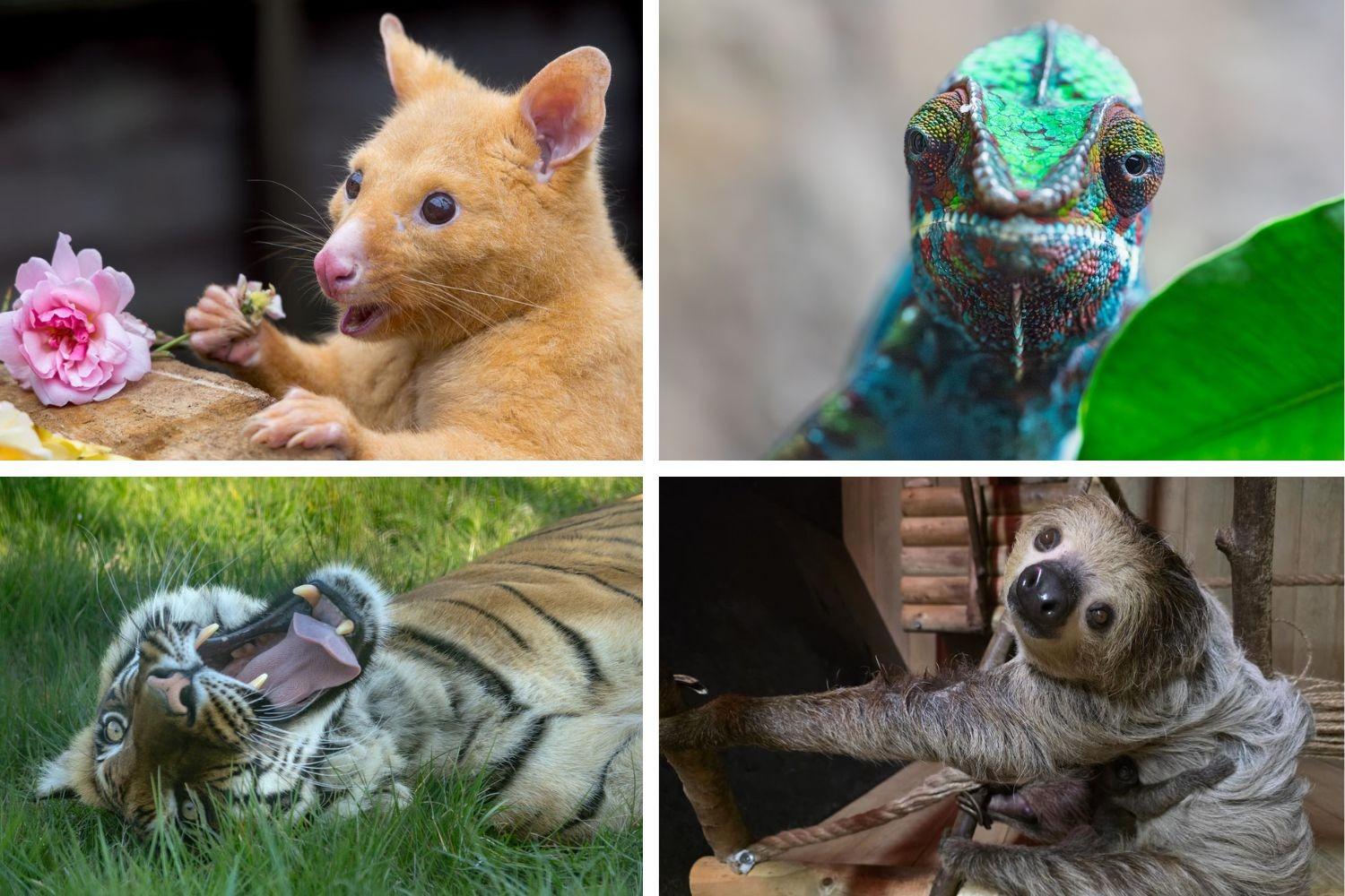 Zoo near Peterborough raises more than £12,700 in one year to support ...