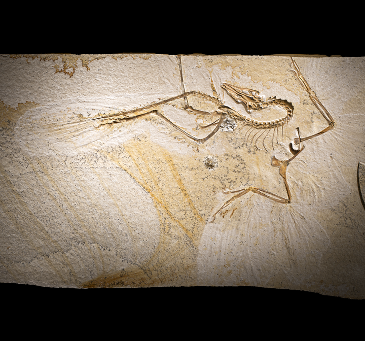 Archaeopteryx, one of the world's first proto birds, has a set of weird ...