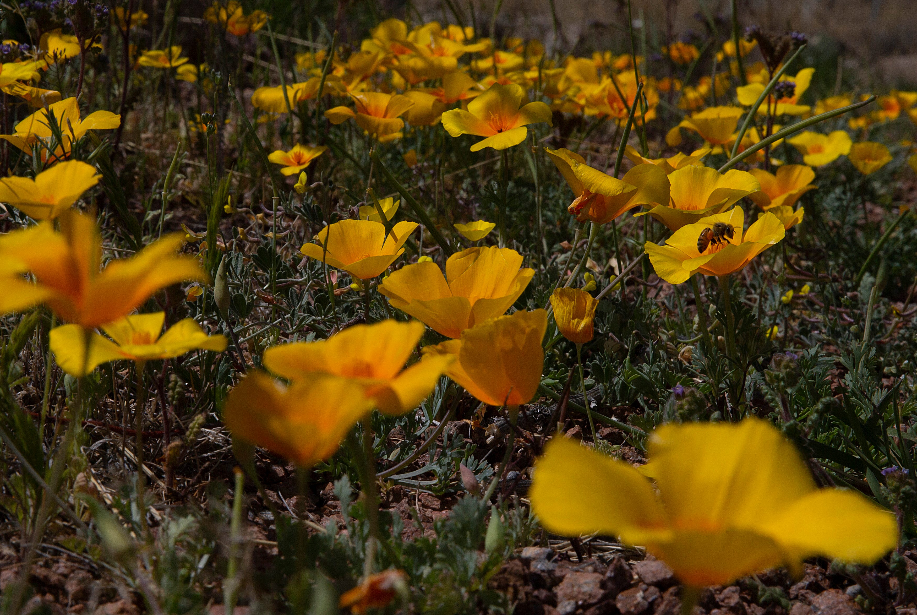When is the first day of spring 2026? When do we spring forward?