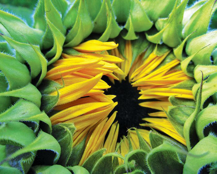 Sunflower photography to brighten your day