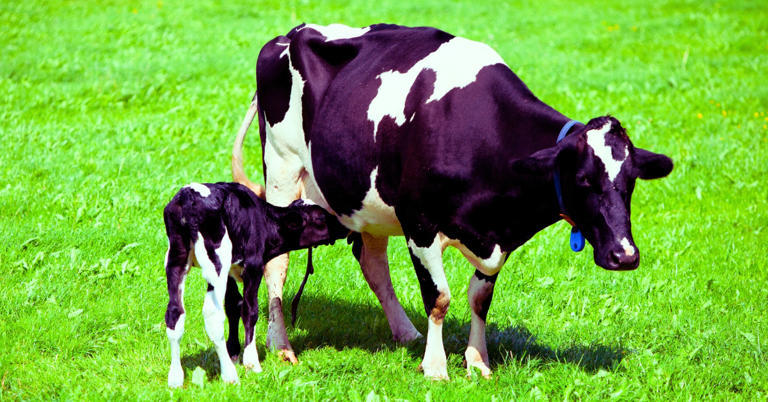 What is a female cow called?