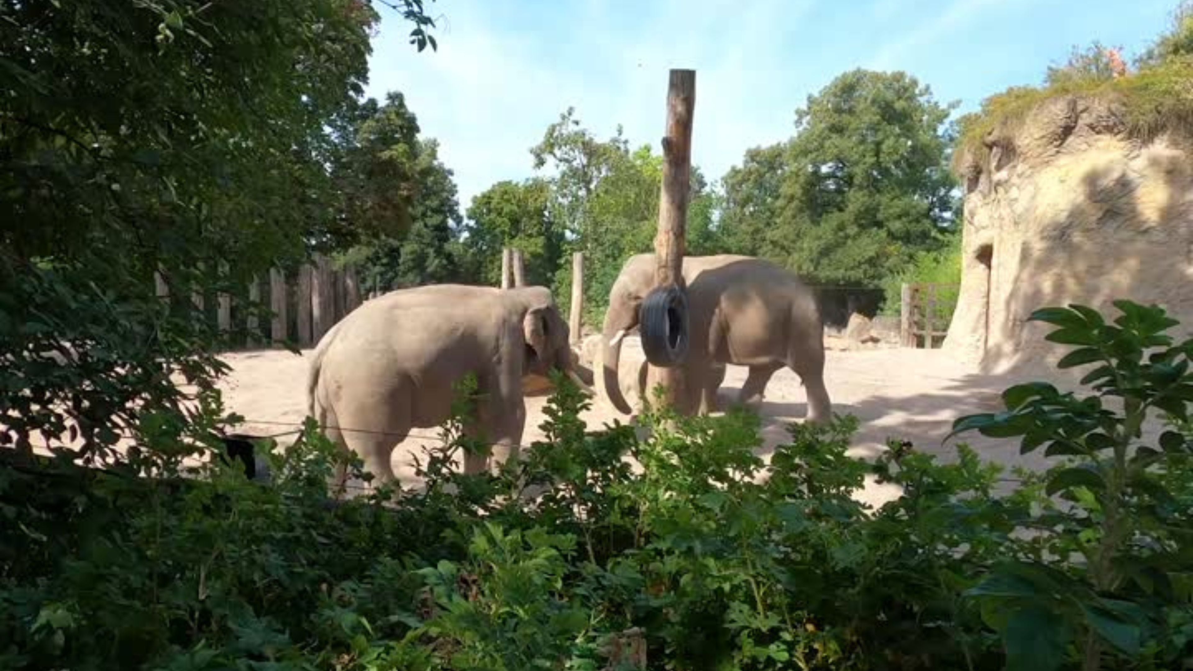 Whiskers on elephant's trunk are key to its amazing sense of touch