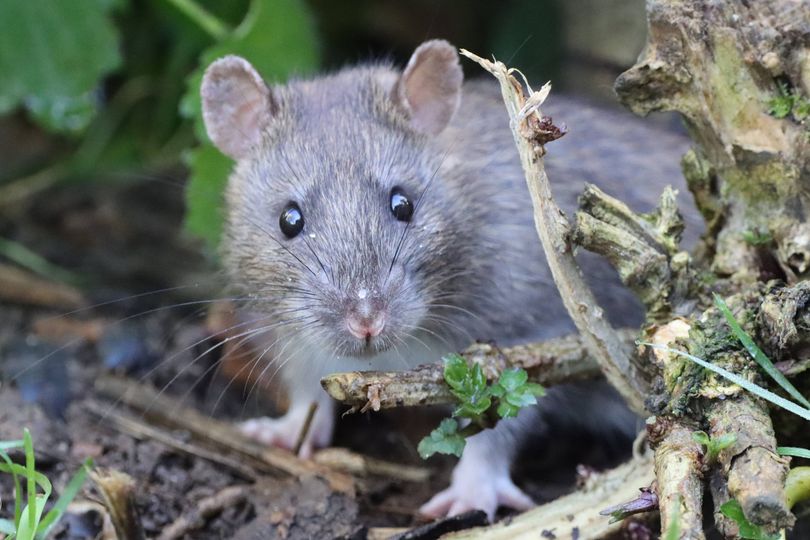 Rats will stay away from your property if you place common spice in garden