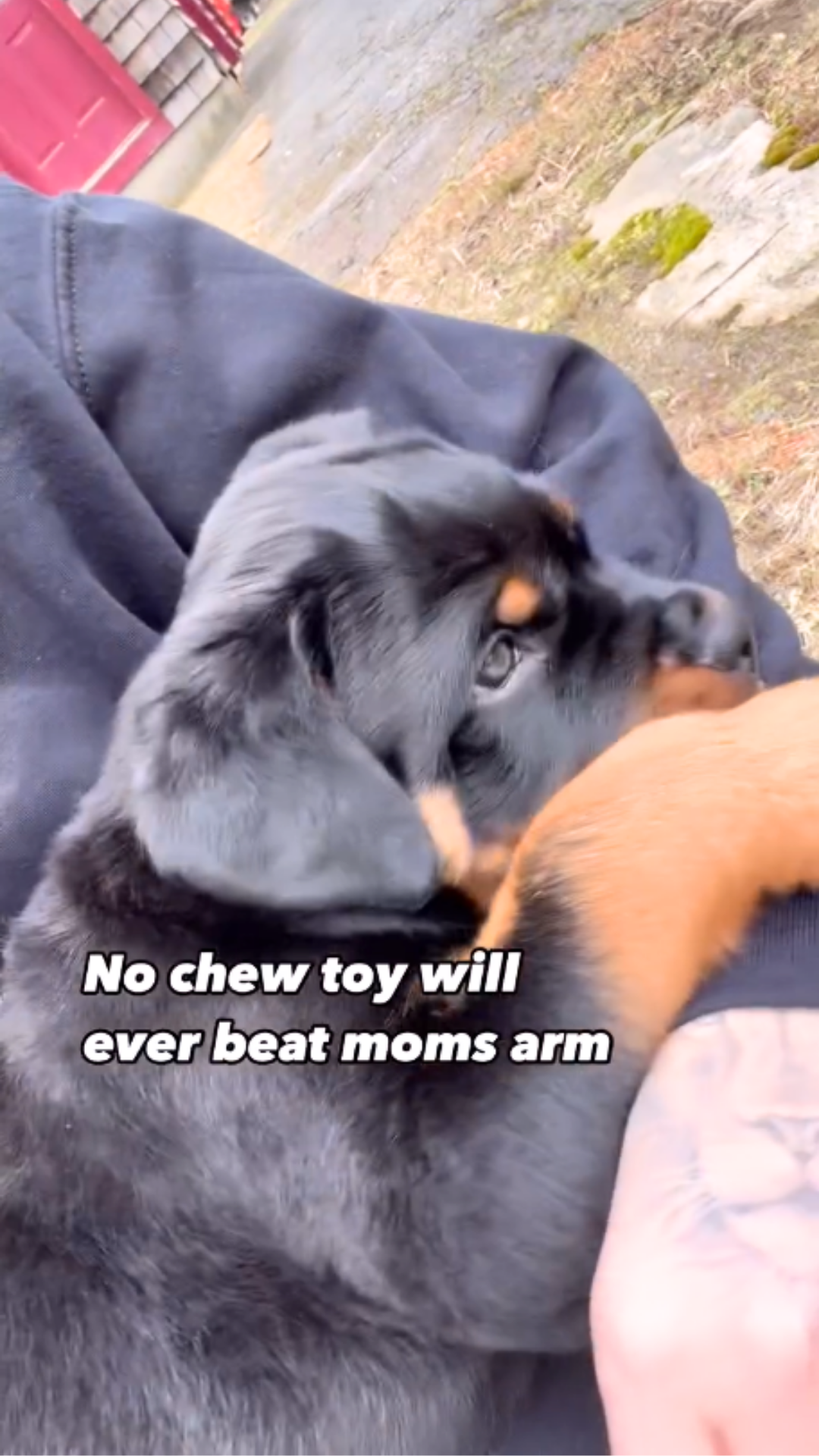 Not even a bully stick today