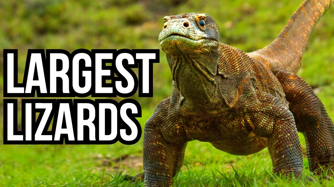 The largest lizard on Earth lives on one remote island