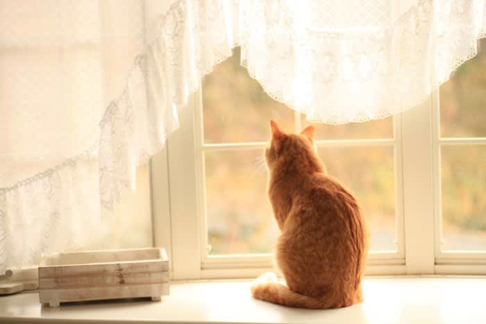 猫の『分離不安症』が疑われるサイン5つ 主な原因から効果的な対処法まで