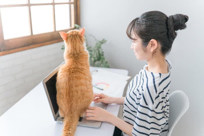 猫の『分離不安症』が疑われるサイン5つ 主な原因から効果的な対処法まで