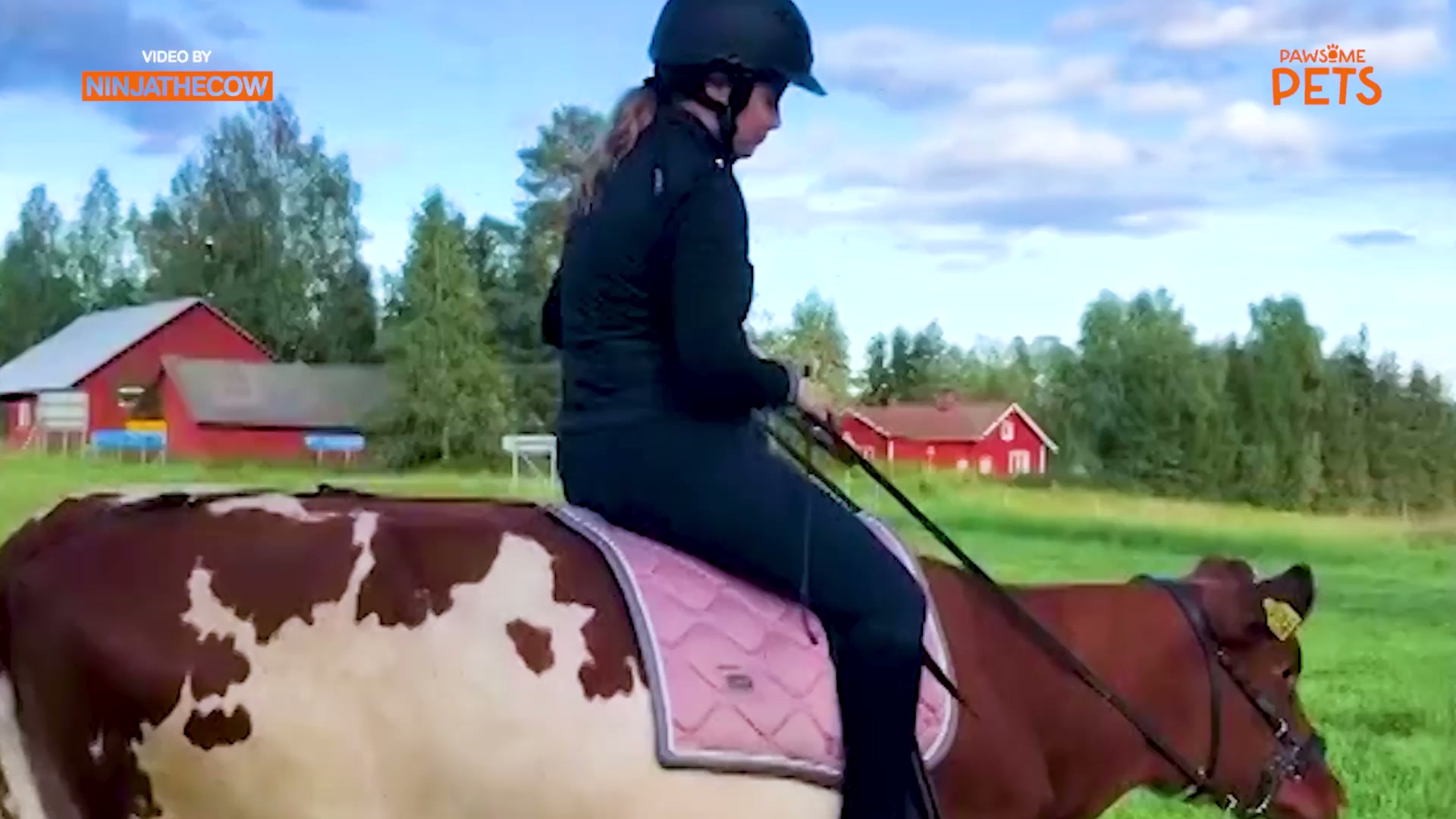 Why ride a horse when you can ride a cow?