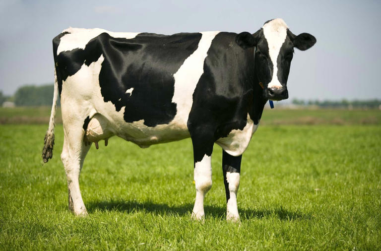 What is a female cow called?