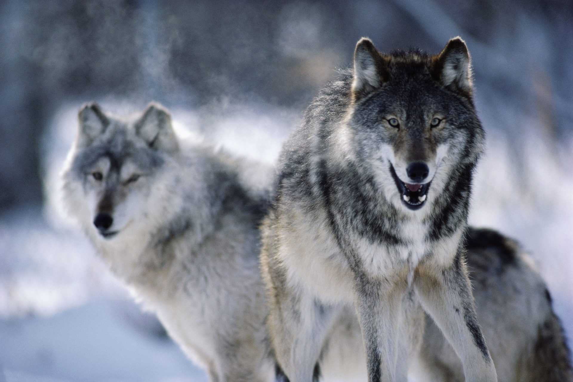 Amour éternel ? Voici les animaux qui ne changent jamais de partenaire — free download