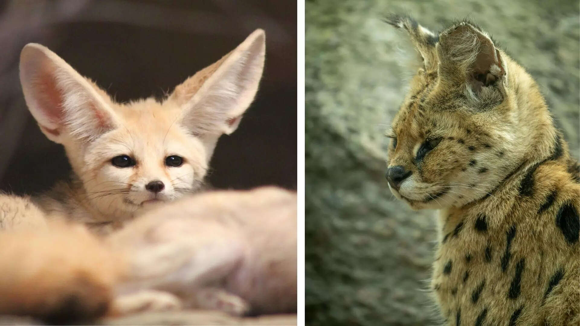 From built-in air conditioners to radar ears: 5 animals with the ...