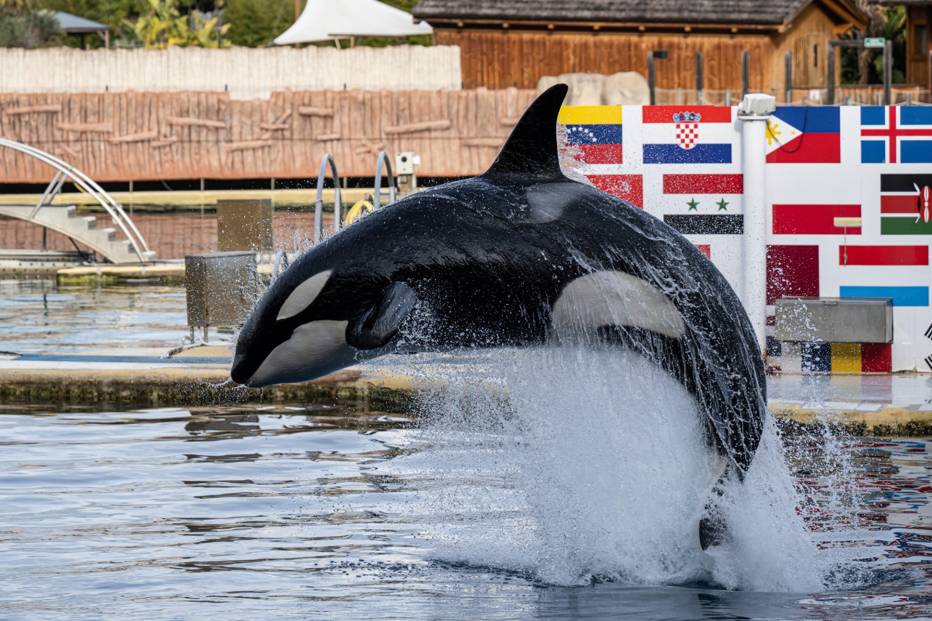 Save Wikie and Keijo! Two orcas, mother and son, left behind in a ...