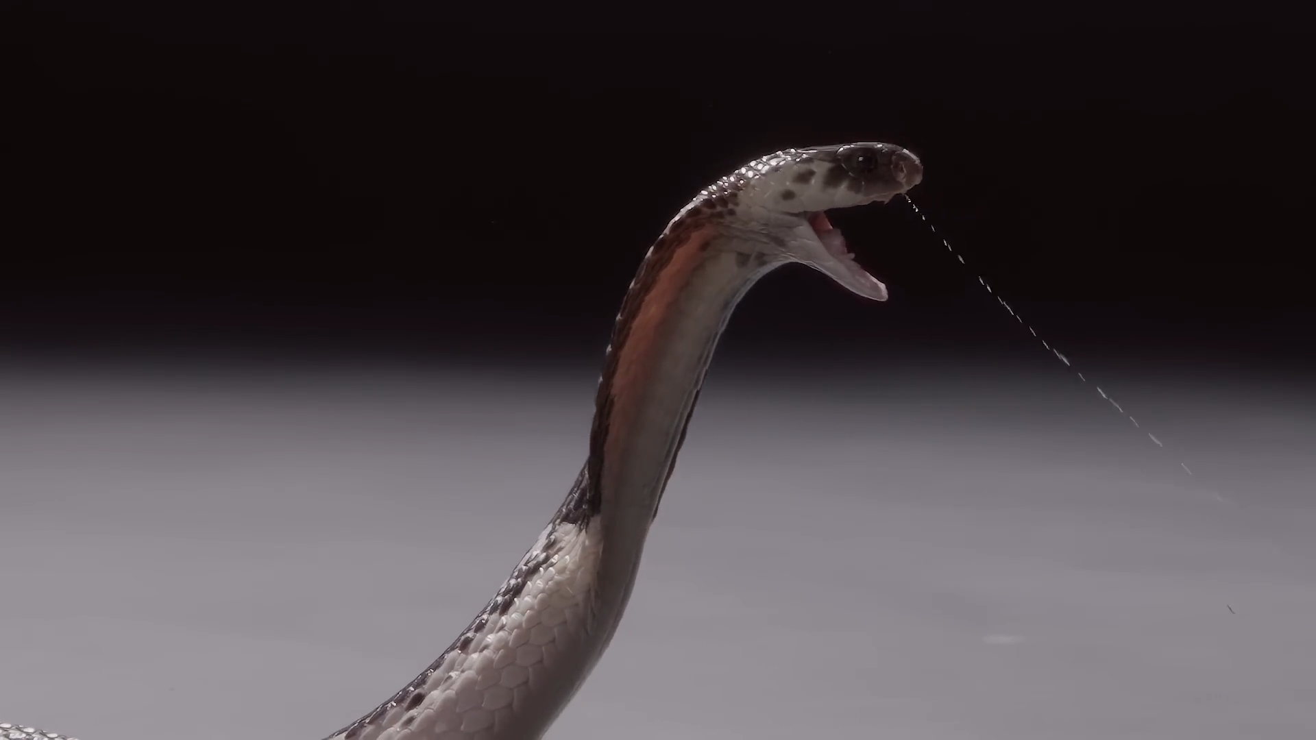 Mythical creatures with simple real world origins