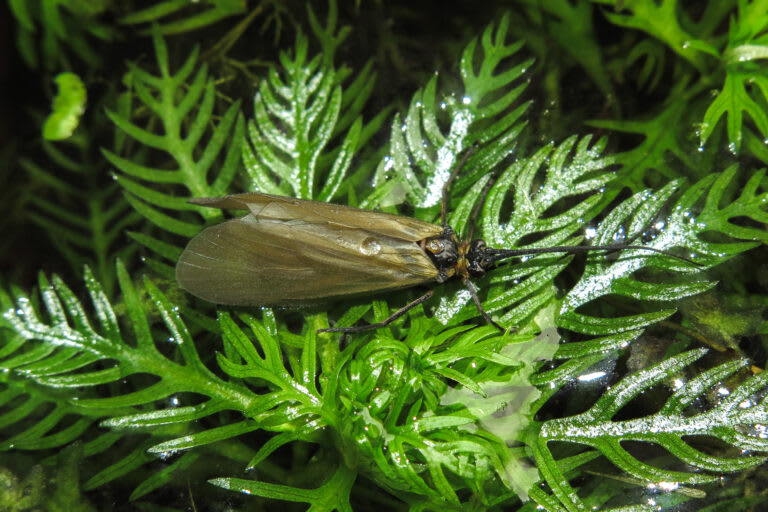 Insects are moving pharmaceutical pollutants from rivers to land; risks ...