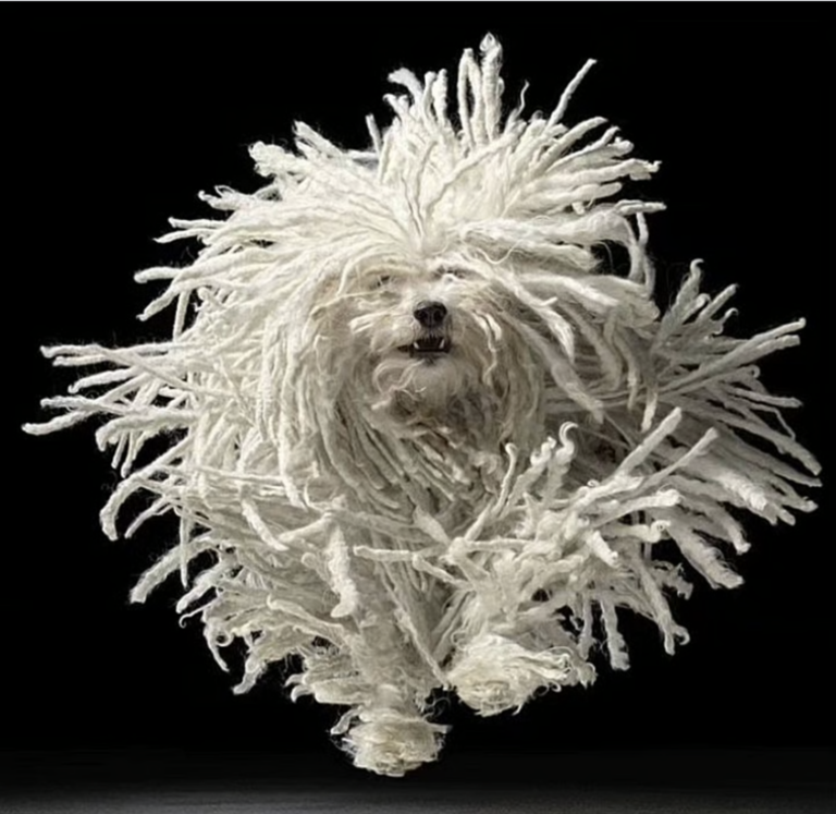 The dog breed famous for its natural dreadlocks is even more ...