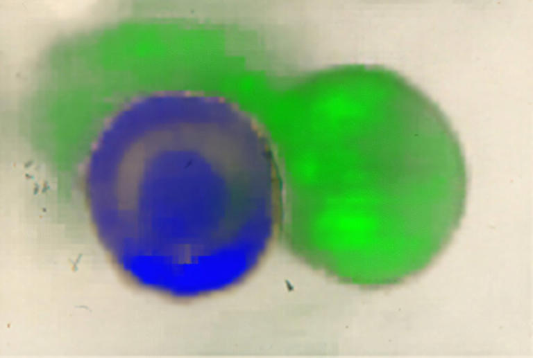 Scientists decipher how two bacterial species cooperate to avoid being ...