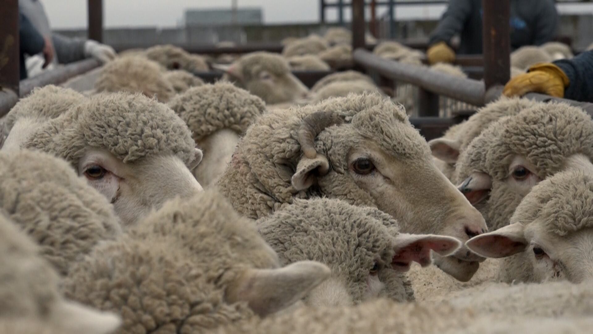 Idaho sheep rancher completes annual shearing with Uruguayan crew