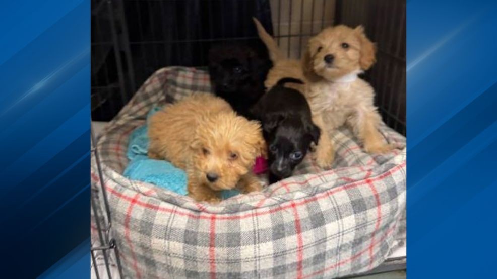Coventry man faces animal cruelty charges after one dog euthanized ...