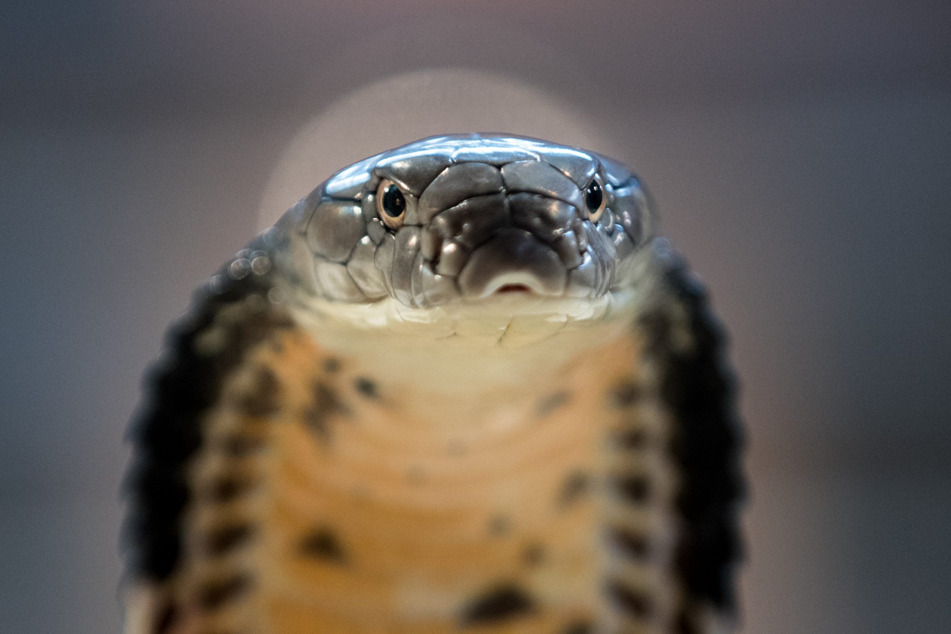 Dying from a snake bite: A health problem in many countries around the ...