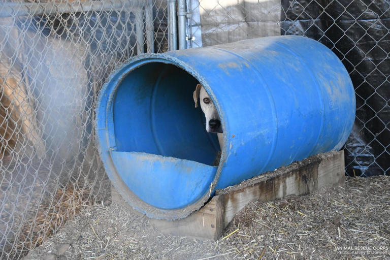 51-dogs-rescued-from-property-in-ashdown