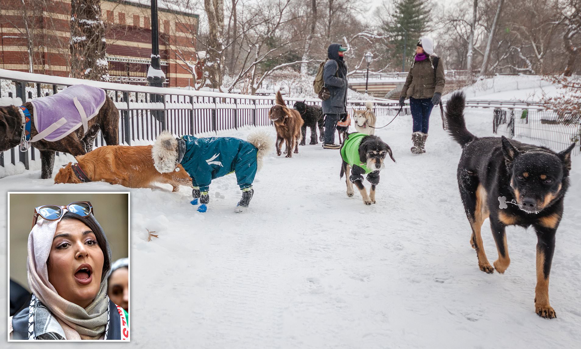 Palestinian activist calls for dogs to be banned as 'indoor pets' in ...