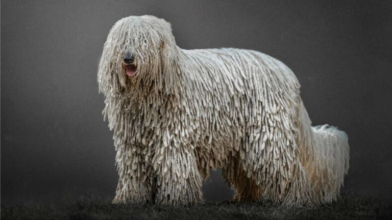 The dog breed famous for its natural dreadlocks is even more ...