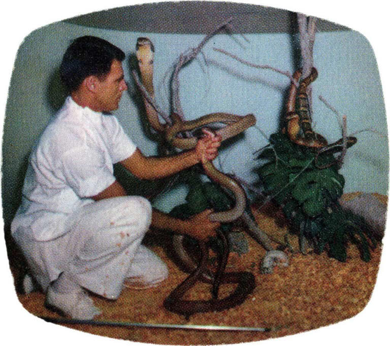 The story of Bill Haast: The legendary snake handler who injected ...