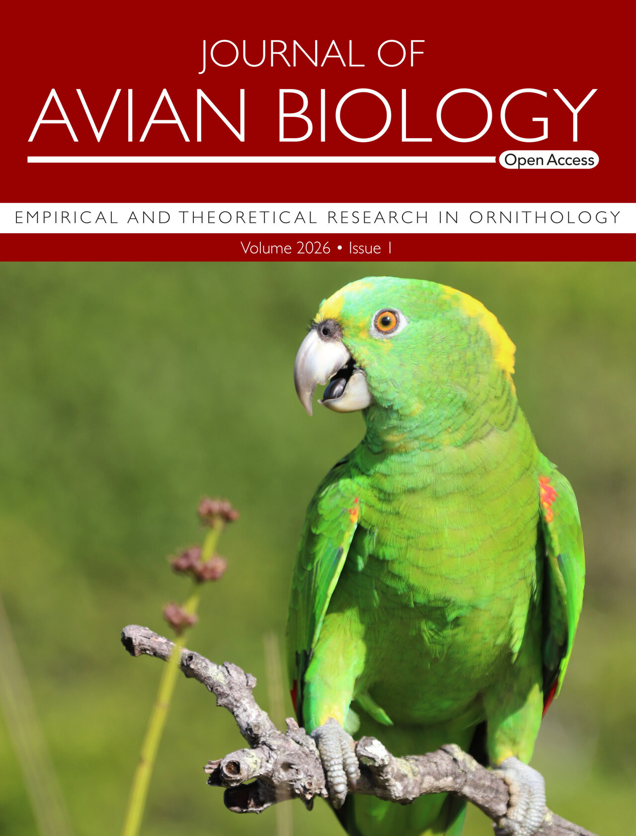 Syntax discovered in the warbling duets of wild parrots