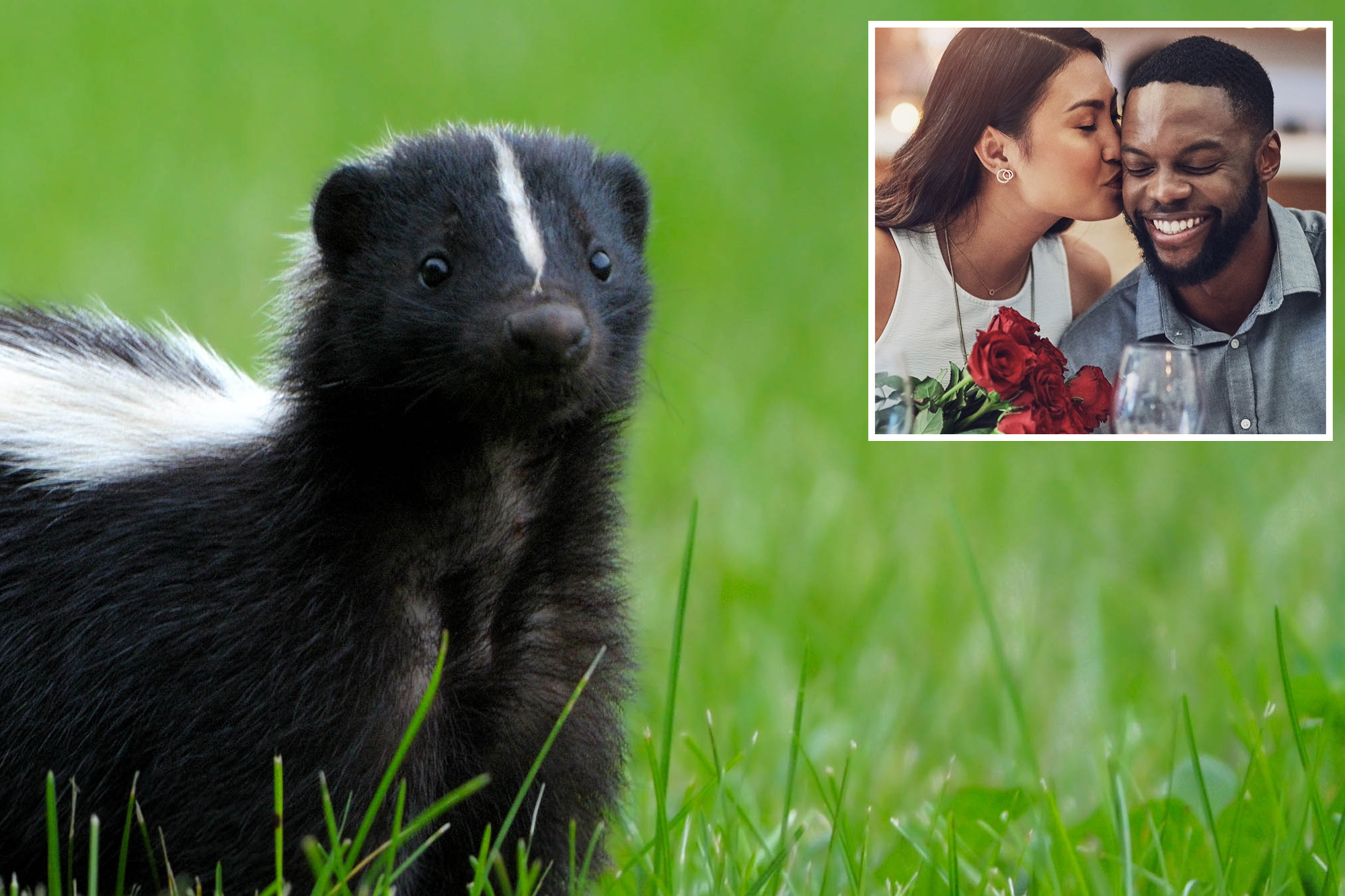 Skunk mating season brings chaos to CA neighborhood: 'Unwanted for ...