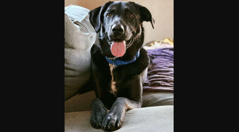 Gentle giant Merlin: The two-year-old lab mix ready to steal your heart