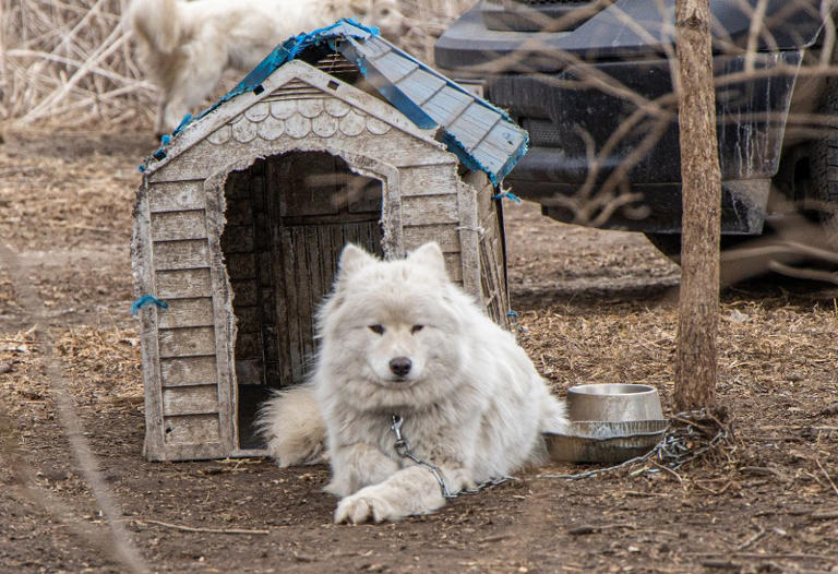 ARL of Iowa rescues 33 dogs north of Des Moines