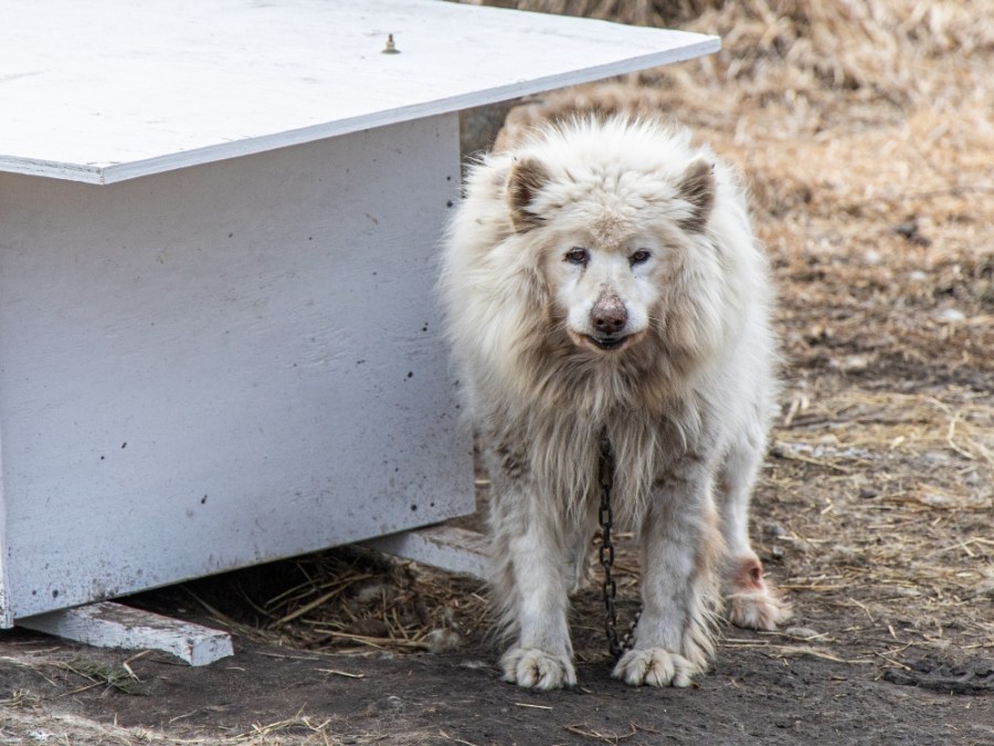 ARL of Iowa rescues 33 dogs north of Des Moines