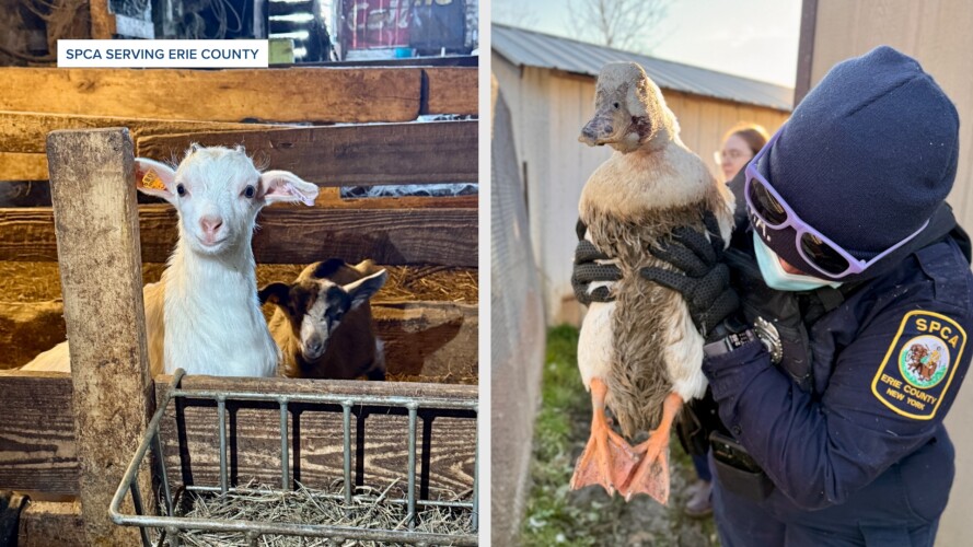 Couple facing animal cruelty charges after over 200 animals were seized ...